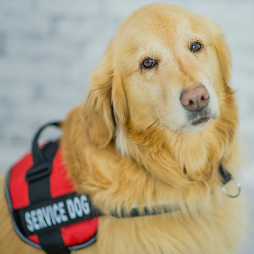 photo of a service dog